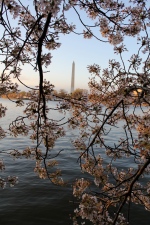 Cherry Blossoms Washington D.C.